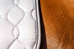 Dečka Dressage Competition HKM