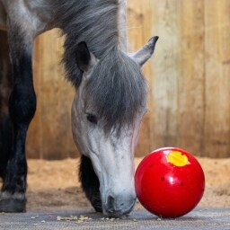 Likit Snack-a-Ball
