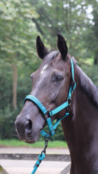 Ohlávka Charming FULL - tyrkysová