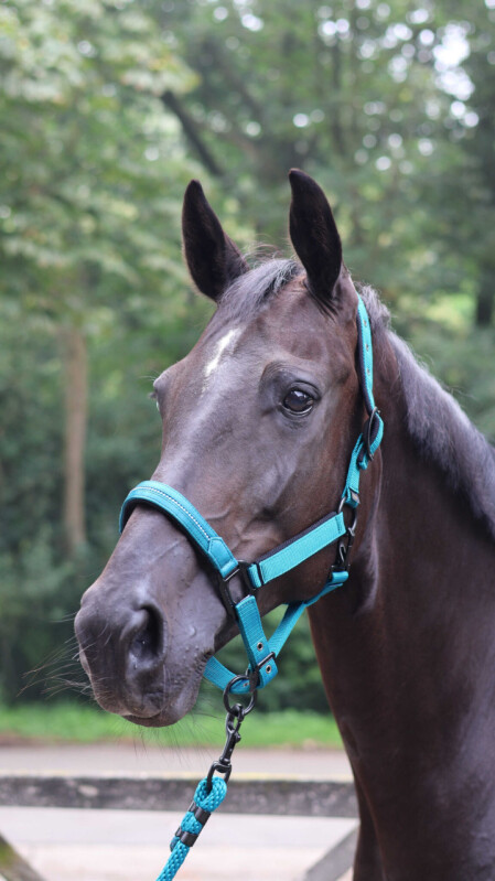 Ohlávka Charming FULL - tyrkysová