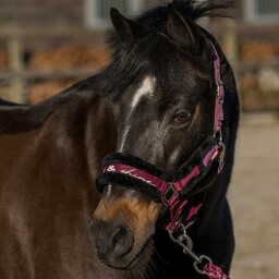 Set ohlávka s vodítkem pony/shetty - fialová