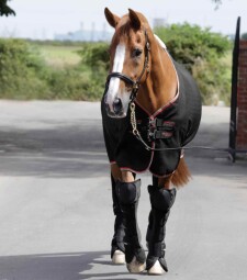 Transportní chrániče AirTechnology - Premier Equine